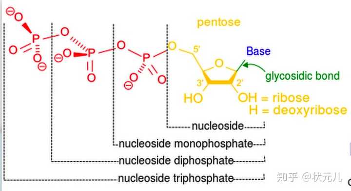 我们可以从上图的化学结构中找到答案,核糖核苷酸(rna)和脱氧核糖