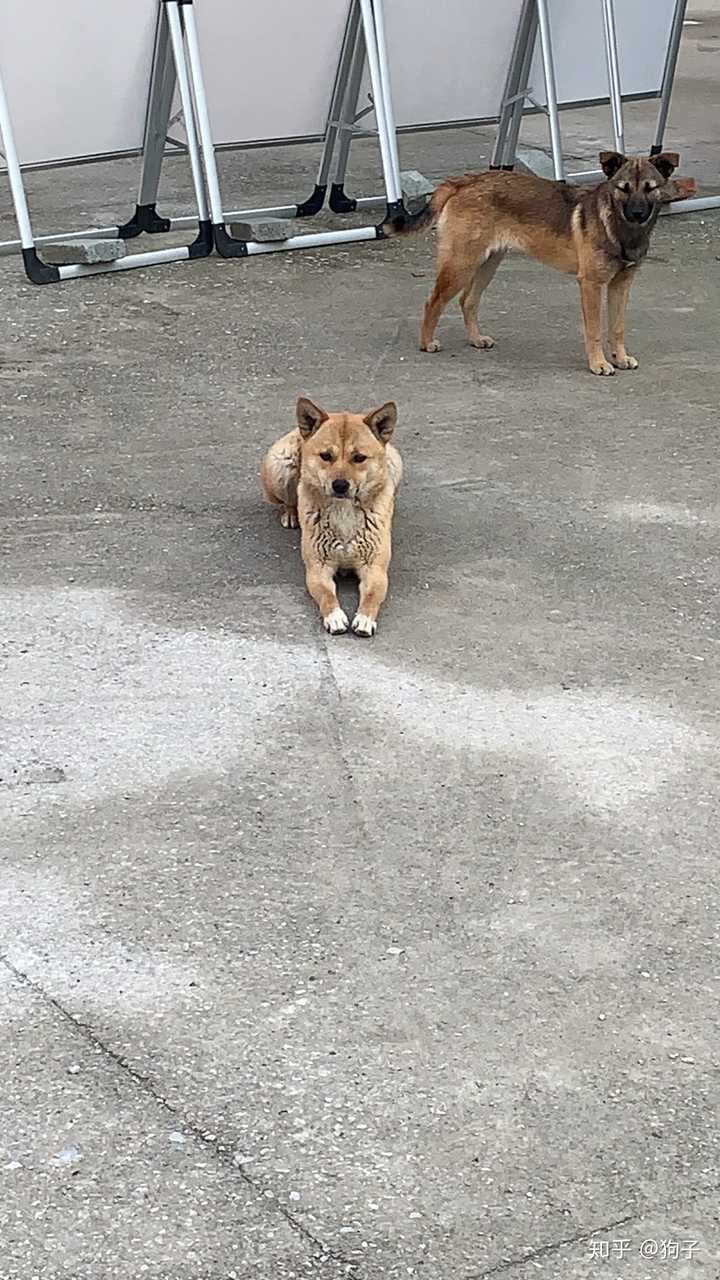 工地项目的狗狗 不过说以后要把它们吃了.