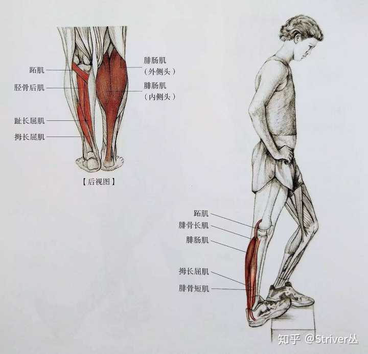 怎么瘦肌肉型小腿