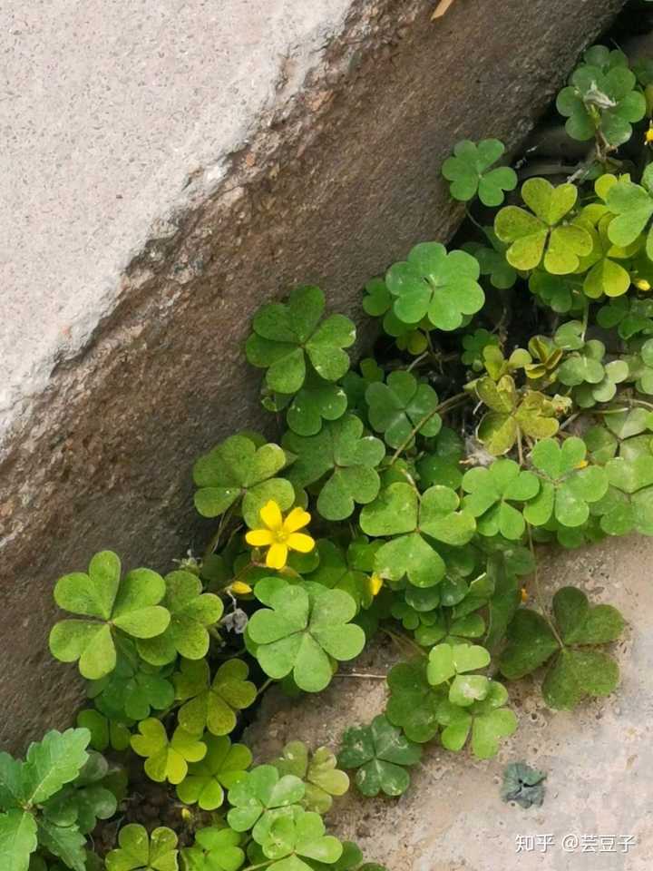 你知道哪些名字很好听,但其实很普通的植物?