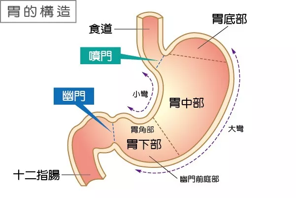 如果经常吃很多胃会被撑大但是撑大以后如果一段时间强制性减少自己的