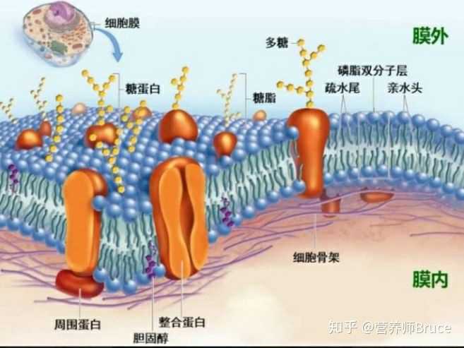如果成为细胞膜的主要原材料,想一想会是什么样的?