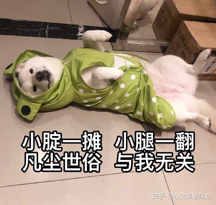 你家狗子长记性,我家被大车撞到腿都瘸了几天看见车还不知道躲,你说这