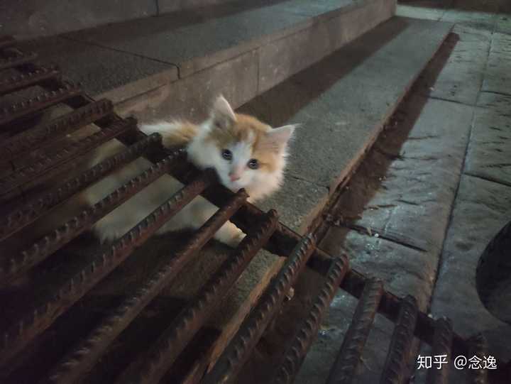 路上遇见的浪客,猛男落泪!