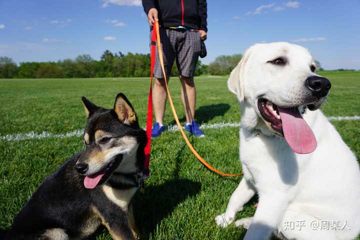 拉布拉多和柴犬该如何选择呢