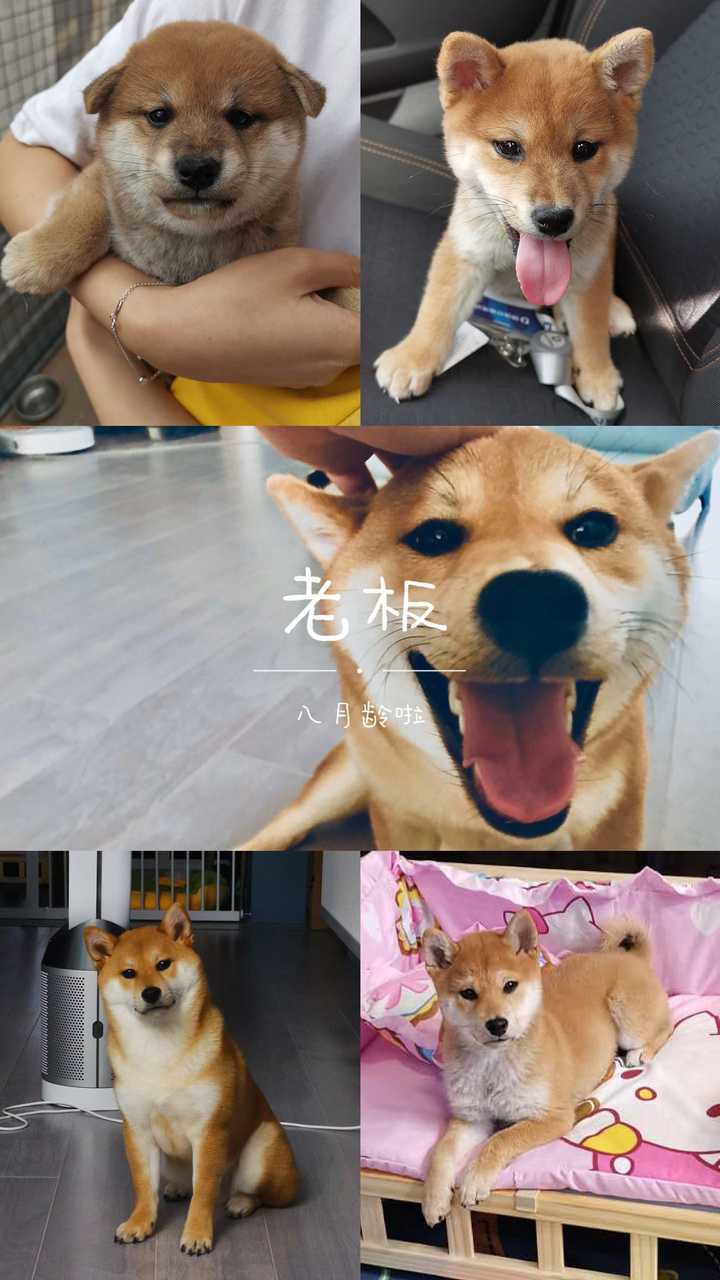 柴犬多大能过尴尬期?