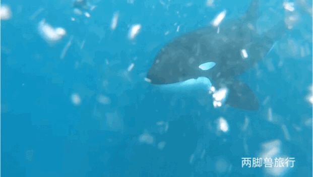 为什么熊猫,虎鲸,边境牧羊犬等黑白相间的动物让人觉得格外可爱?