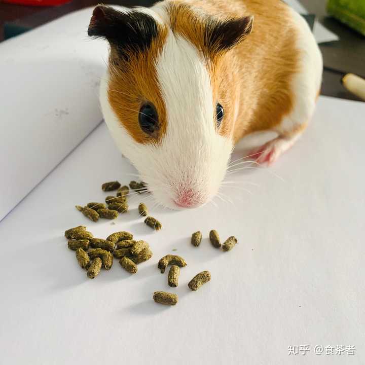 仓鼠,荷兰猪与兔子的智商比较如何?