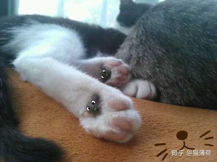 两个月左右蓝膜褪去,也是皮的开始了,我的纱窗葬送于此