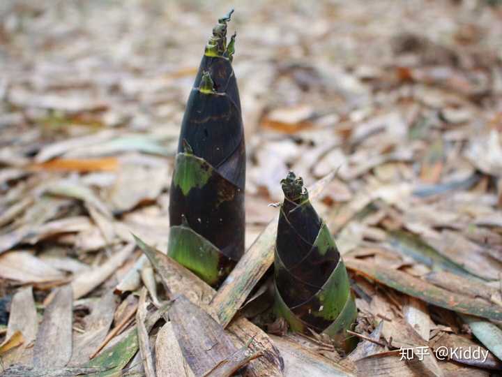 惊蛰前后,伴随着早春的第一响惊雷破土而出,故名雷笋.