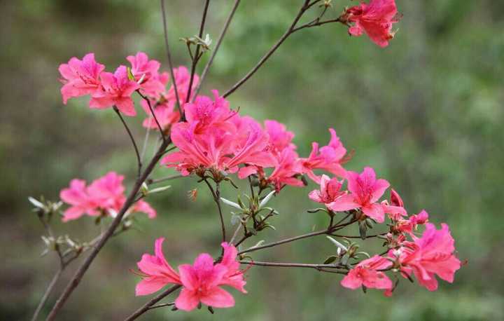 这是什么花,是杜鹃花吗?