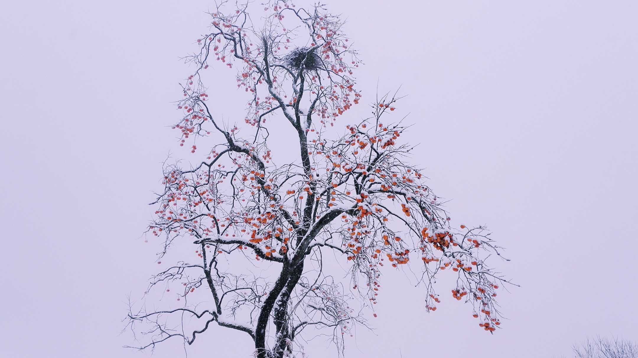 2018年1月大雪,偶然拍下的柿子树,我写到"白雪红柿子,老树闲鹊窝"