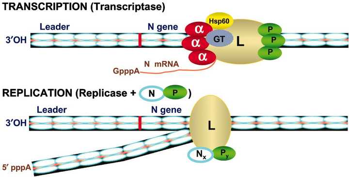 rna 病毒是如何伪装的?