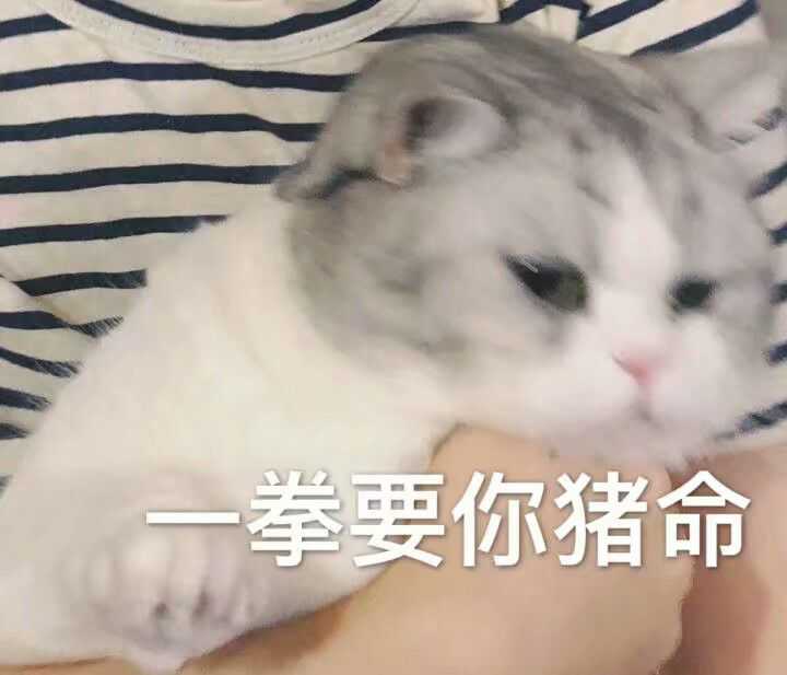 如何看待"有些人没有猫,却有一大把猫的表情包"?
