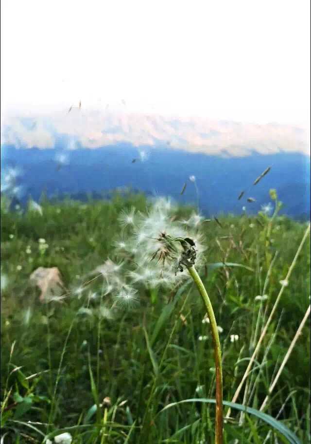 海陀山上随风而逝的蒲公英