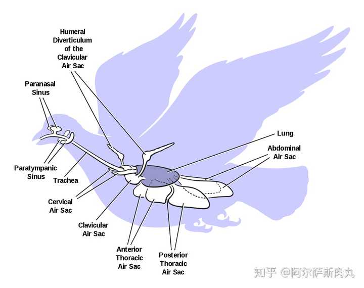 鸟类,大部分恐龙,翼龙都有着类似的气囊呼吸系统,这是它们从共有的主