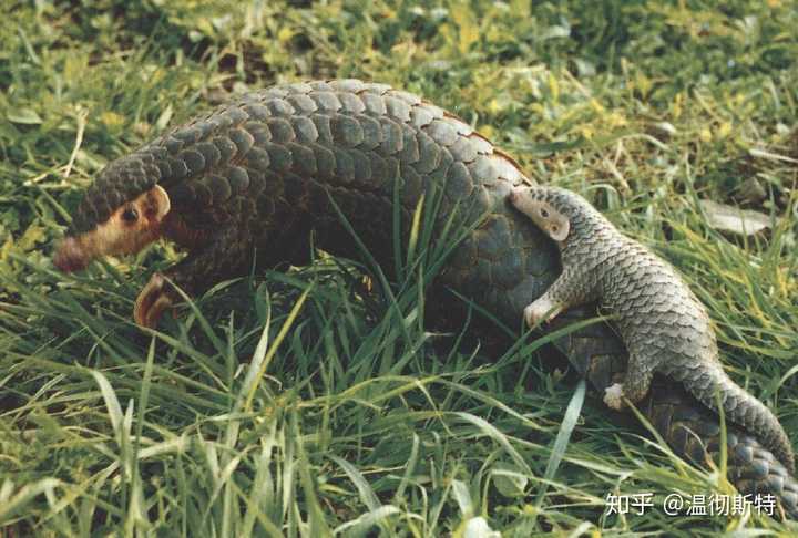 有什么碳基生物可以抗一发霰弹枪?