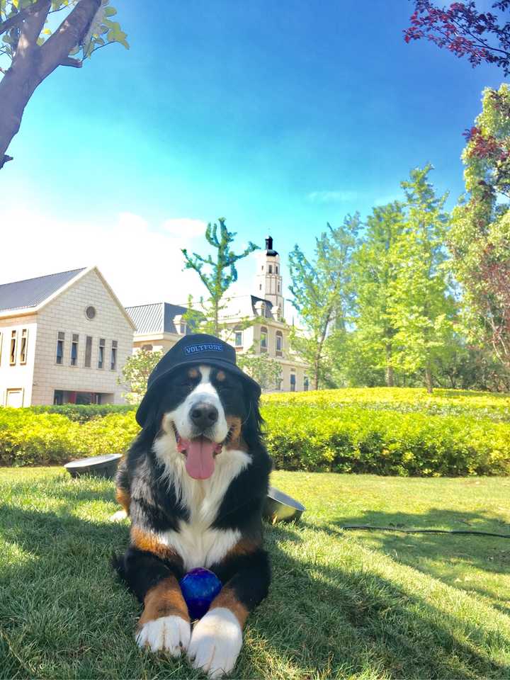 绝对是伯恩山犬 巨可爱 有傻又聪明的感觉 特别愿意与主人交流 成年后