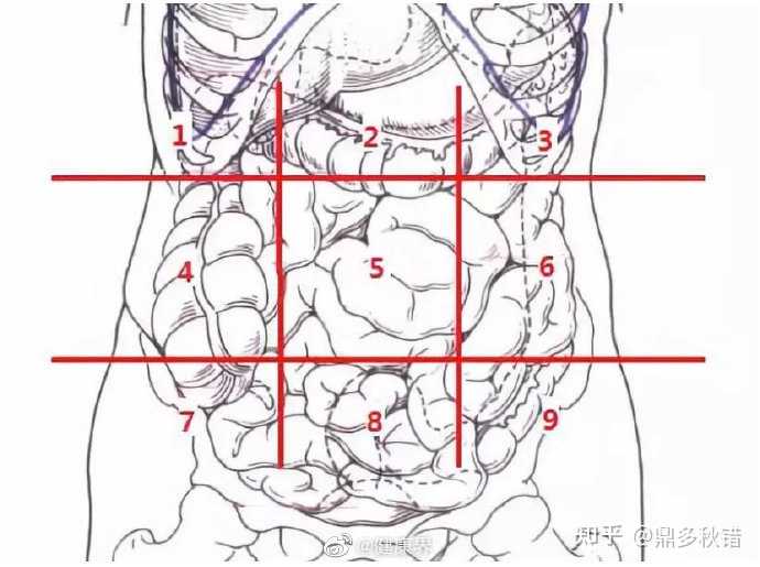 不同位置的肚子疼到底是哪里在疼