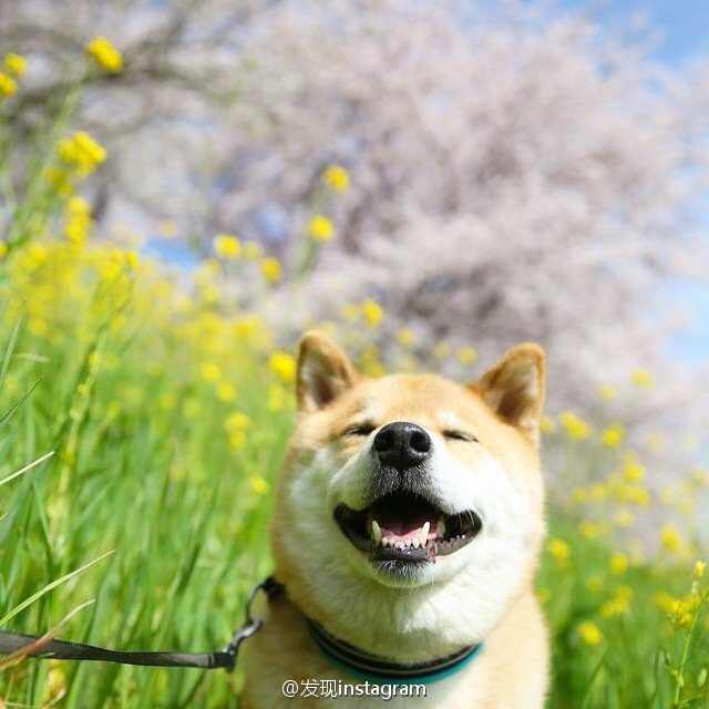 有没有一些柴犬或二哈超可爱的壁纸或头像?