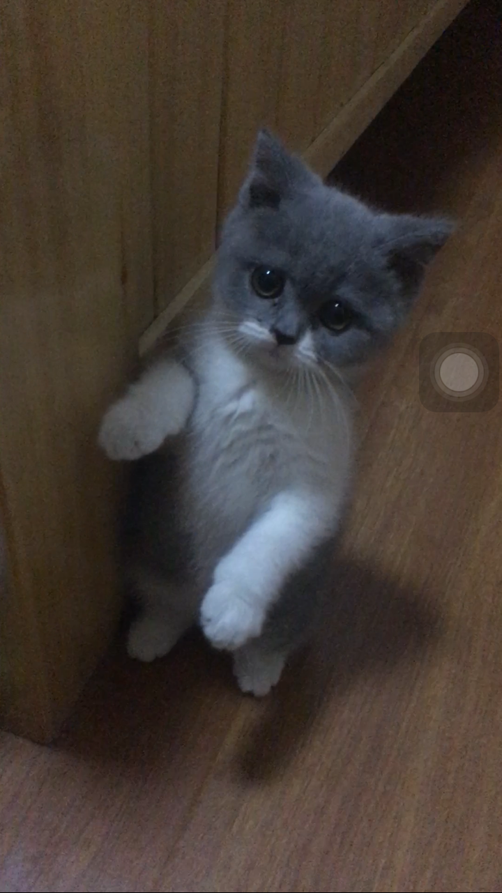 养一只小奶狗或小奶猫是怎样的体验?