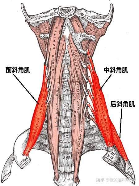 斜角肌