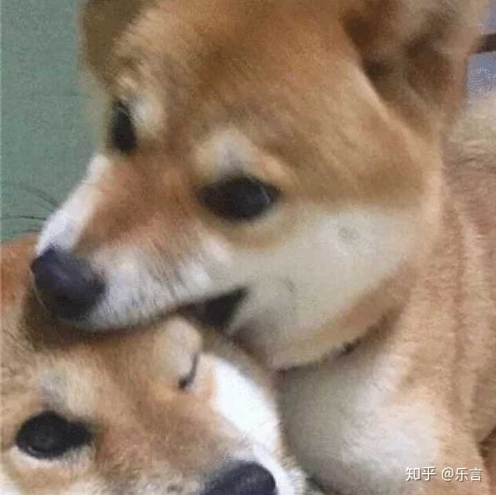 有点沙雕的情侣头像哈哈哈