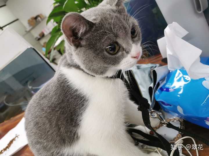 它到底是土猫还是尴尬期啊?