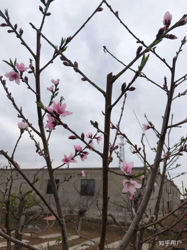这是春天的时候拍的,桃树开花啦!