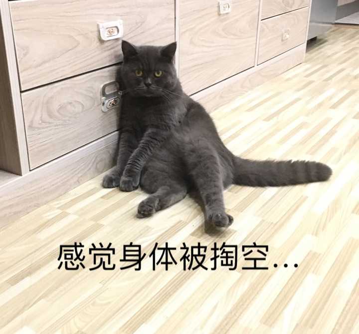 你的猫咪生无可恋的表情是怎样的?