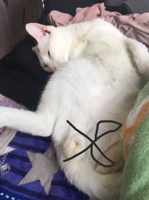 应该像介样喜欢坦蛋蛋露唧唧的嘛…但是一次都没见过弟弟露或者坦过