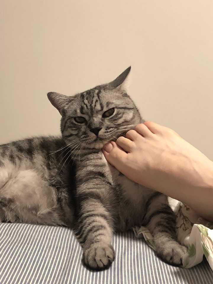 一只猫能无耻到什么地步?