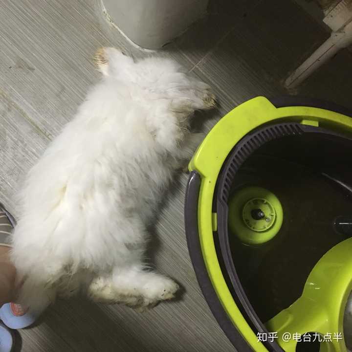 兔子的智商是多少?