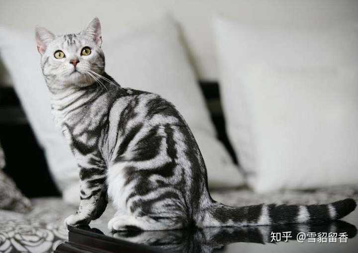 美短(美国短毛猫)和英短(英国短毛猫)有什么区别?