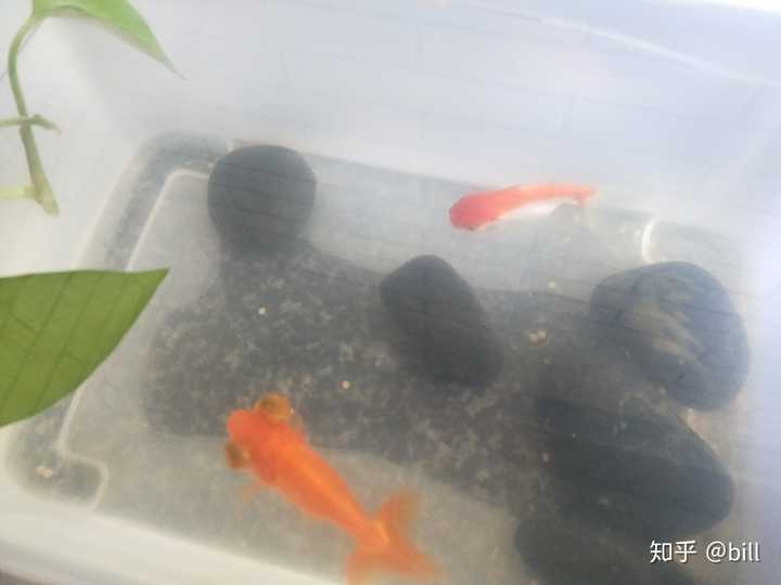 金鱼如何分公母?