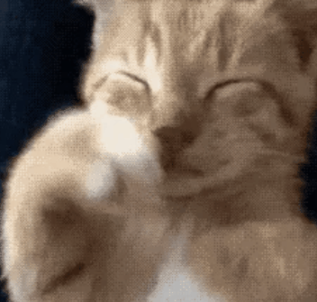 猫有哪些奇葩睡姿?