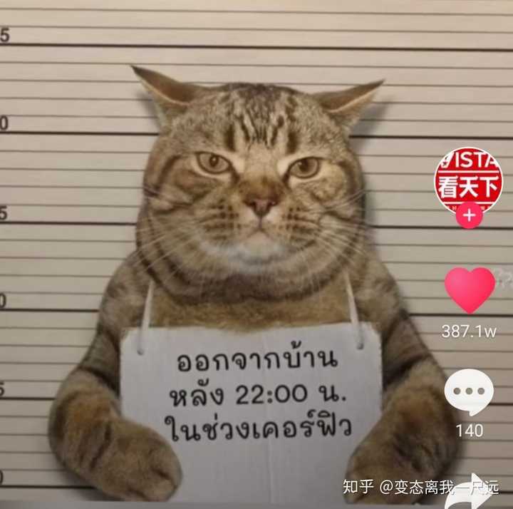 在抖音刷到的猫. 好拽.这眼神黑道大佬呀. 我i辽. 懂了吗?