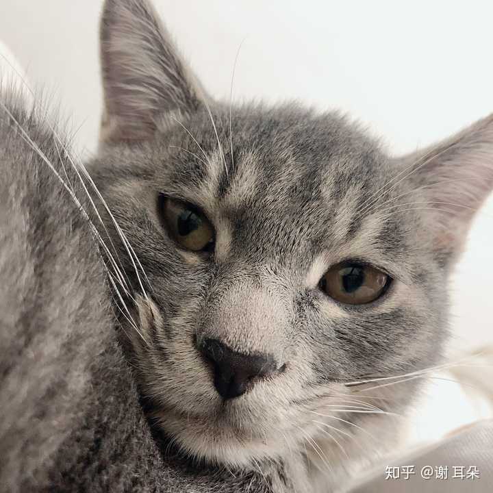 灰色狸花猫罕见吗?