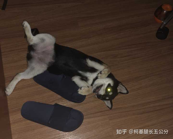 闪瞎人的钛合金狗眼