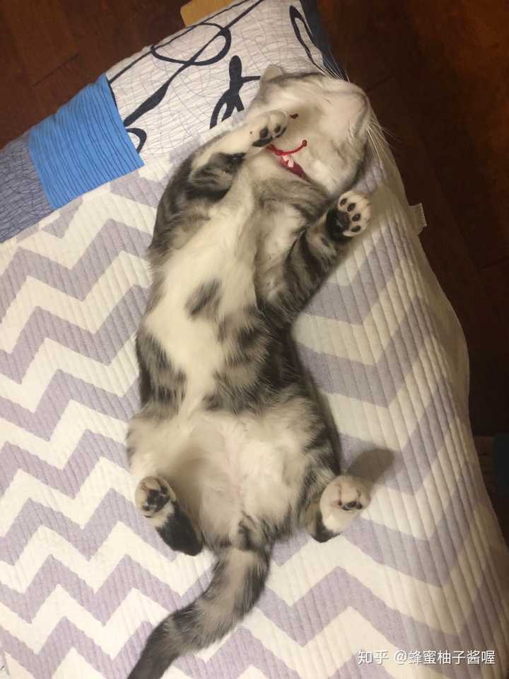 你家猫的睡觉姿势有多么奇葩?