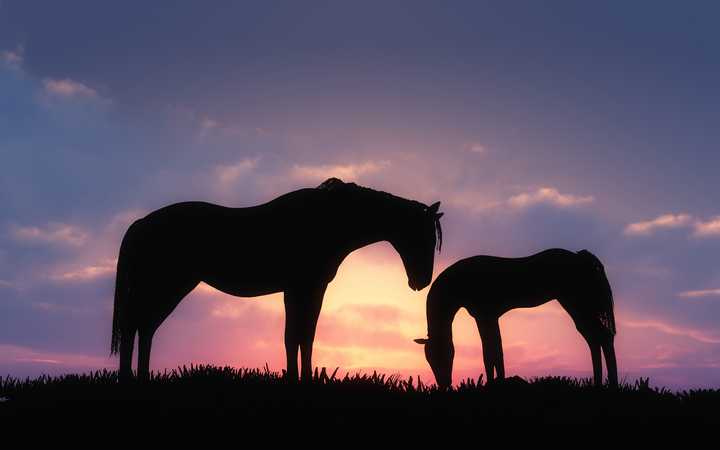 求夕阳与老马的意境图片?