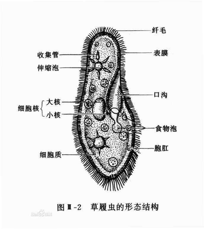 不知为何,对生物课本动物卷第一章的草履虫,一直有一种特殊的感情.