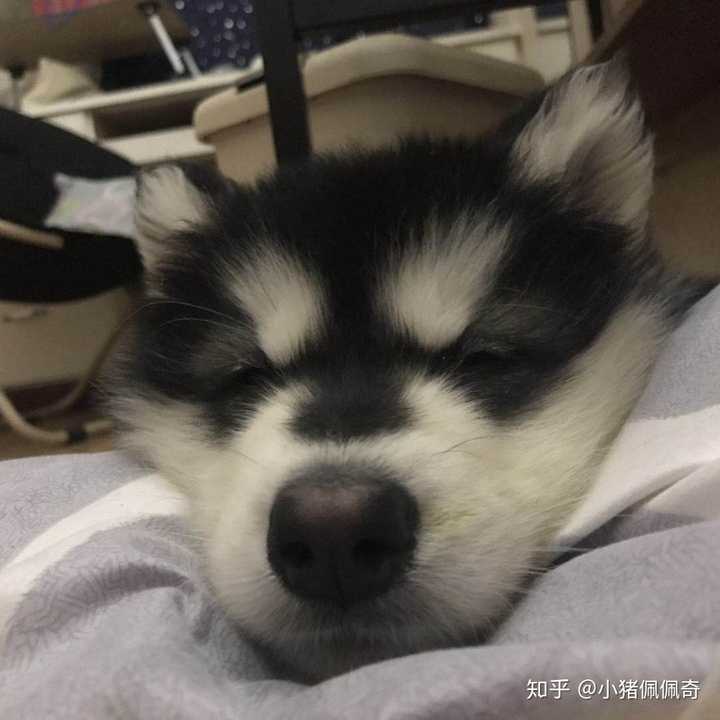 你为什么喜欢阿拉斯加雪橇犬?