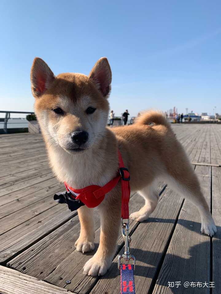 就是大黄,你看眼睛和耳朵就知道了. 柴犬小时候 尴尬期的时候