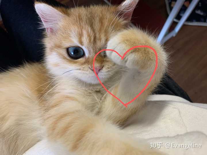 老虎比心