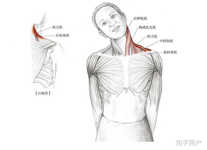 每个方向2组,每组15秒. 作用:颈椎屈曲,放松斜方肌和脖子