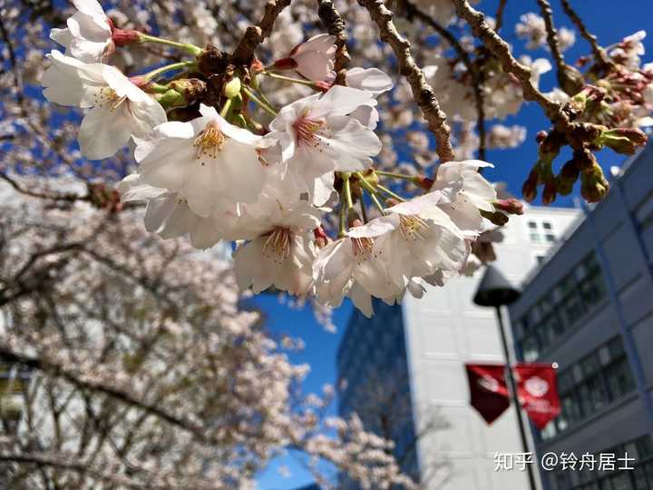 早稻田大学的ips学院如何?