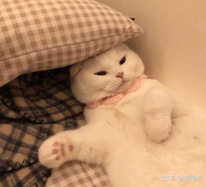 有没有比较可爱又有点搞笑的动物头像?最好是猫?