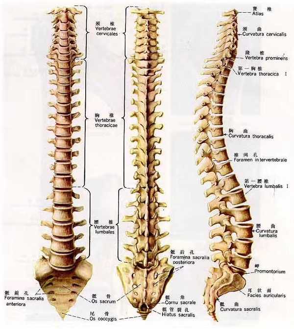 脊柱分为头,颈椎,胸椎,腰椎,骶尾(骶骨和尾骨)五个部分.