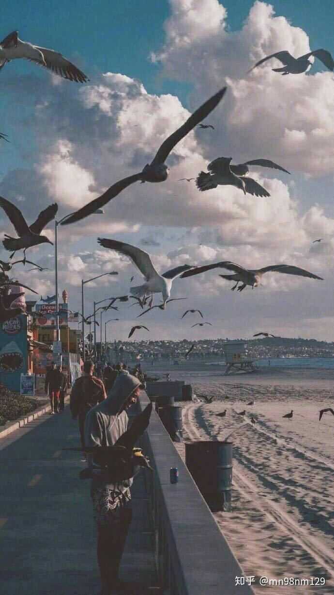 还是海鸥啊